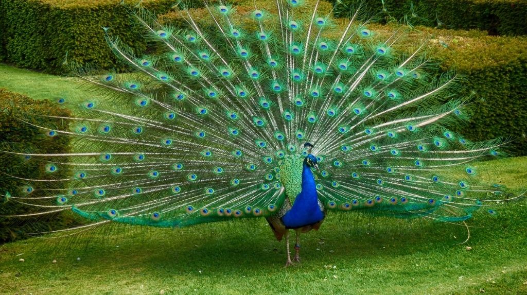 Peacock Essay Gujarati