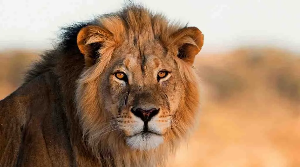 સિંહ વિશે નિબંધ (lion essay in gujarati)