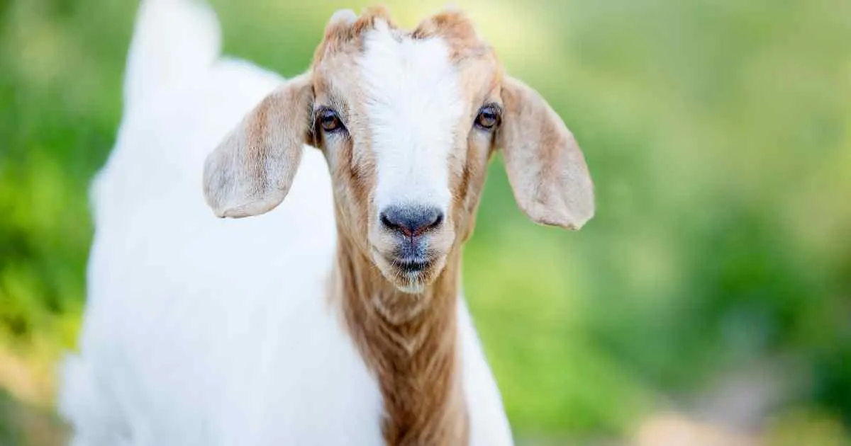 Goat Essay in Gujarati