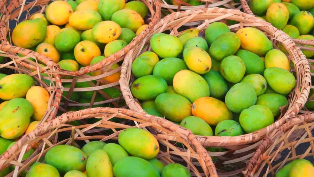 Mango Fruit Benefits in gujarati